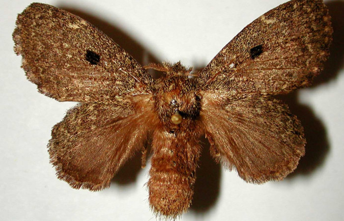 Figura 12. Adulto en posicion dorsal,es una hembra de <i>Euglyphis amathuria</i></i> Voucher. 00-SRNP-22124-DHJ33230.JPG.