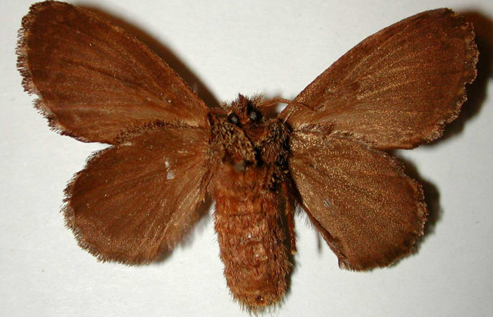 Figura 13. Adulto en posicion ventral, es una hembra de <i>Euglyphis amathuria</i></i> familia (Lasiocampidae). Voucher, 00-SRNP-22124-DHJ33231.