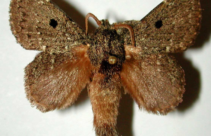 Figura 14. Adulto en posicion dorsal, es un macho de <i>Euglyphis amathuria</i></i> familia (Lasiocampidae). Voucher, 00-SRNP-22126-DHJ33228.