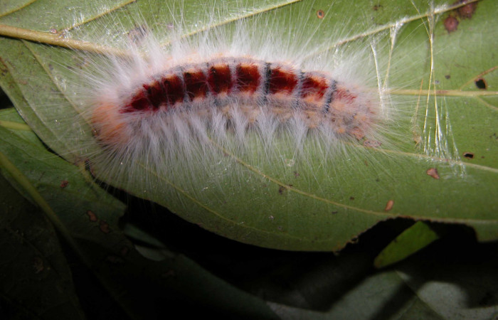 Figura 8. Larva <i>Euglyphis amathuria</i></i> (Lasiocampidae), posición dorsal. Voucher: 03-SRNP-37154- DHJ91050.