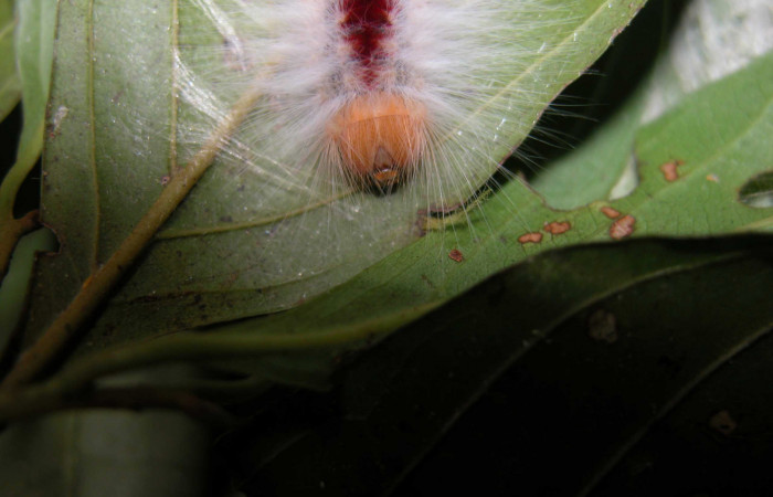 Figura 9. Larva <i>Euglyphis amathuria</i></i> (Lasiocampidae). posición de cabeza. Voucher: 03-SRNP-37154- DHJ91051.