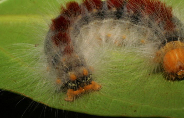 Figura 10. Larva <i>Euglyphis amathuria</i></i> (Lasiocampidae), posición de la cola. Voucher: 07-SRNP-1945- DHJ421045.