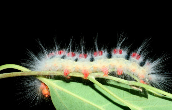 Figura 2. Larva <i>Euglyphis amathuria</i></i> (Lasiocampidae). posición lateral. Voucher: 09-SRNP-56167- DHJ456889.