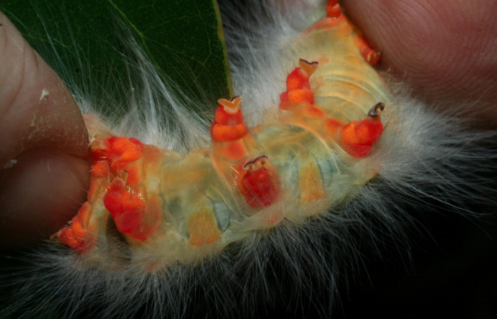 Figura 3. Larva <i>Euglyphis amathuria</i></i> (Lasiocampidae). posición ventral propagas. Voucher: 09-SRNP-56167- DHJ456894.