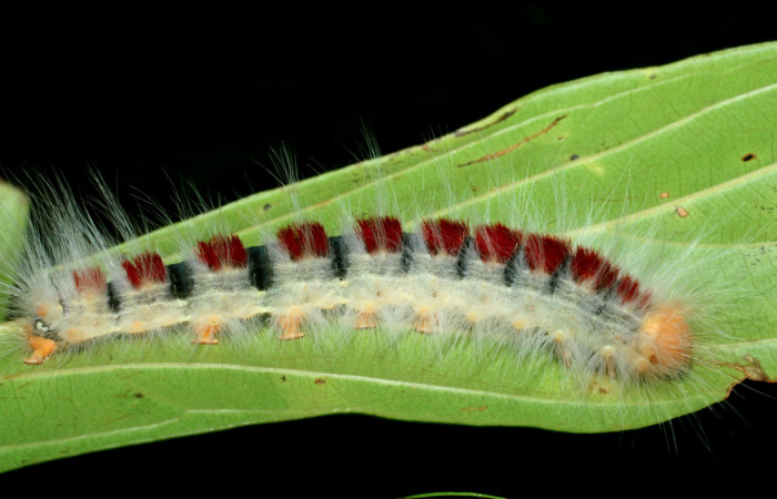 Figura 5. Larva <i>Euglyphis amathuria</i></i> (Lasiocampidae). posición lateral. Voucher: 09-SRNP-70992- DHJ465283.