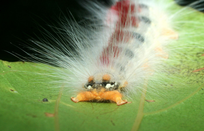 Figura 6. Larva <i>Euglyphis amathuria</i></i> (Lasiocampidae), posición de la cola. Voucher: 09-SRNP-70992- DHJ465290.
