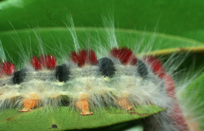 Figura 7. Larva <i>Euglyphis amathuria</i></i> (Lasiocampidae). Voucher: 09-SRNP-70992-DHJ465292.