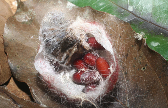 Figura 11. pupario de Tachinidae puesto en Larva <i>Euglyphis amathuria</i></i> (Lasiocampidae). Voucher: 14-SRNP-65323-DHJ488146.JPG.