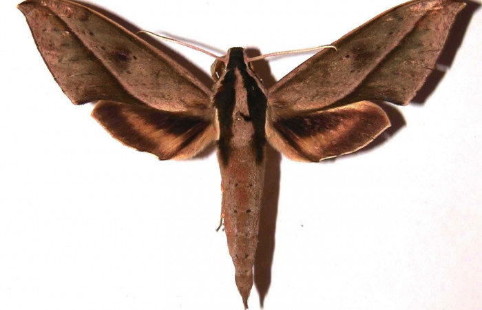 Figura 12. Adulto <i>Xylophanes cyrene</i></i> (Sphingidae) vista dorsal. (00-SRNP-729-DHJ37388).
