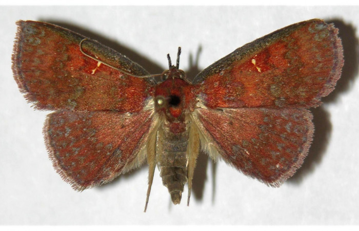 Figura. 14 Adulto <i>Antapistis</i></i> Poole09DHJ02 (Erebidae), posición vista dorsal. (04-SRNP-319-DHJ320186.jpg).