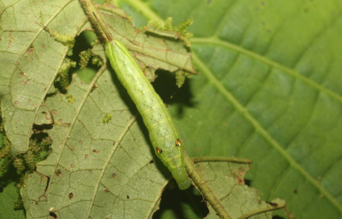 Figura. 11 Larva <i>Xylophanes cyrene</i></i> (Sphingidae), posición dorsal alimentándose en <i>Psychotria jimenezii</i></i> (Rubiaceae). (18-SRNP-80929-DHJ715884.jpg).