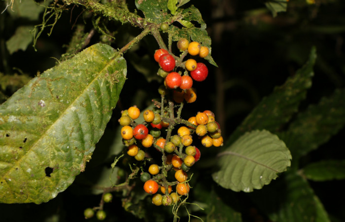 Figura. 8 Frutos maduros en racimo, <i>Psychotria jimenezii</i></i>, (Rubiaceae. Area de Conservación Guanacaste, Sector Rincón Rain Forest, Estación Leiva, Margen de Camino, (elevación 410 metros), colectada el 23 Agosto 2019. Foto, Jorge Hernández.