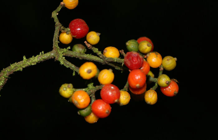 Figura. 9 Frutos maduros, <i>Psychotria jimenezii</i></i>, (Rubiaceae. Area de Conservación Guanacaste, Sector Rincón Rain Forest, Estación Leiva, Margen de Camino, (elevación 410 metros), colectada el 23 de Agosto 2019. Foto, Jorge Hernández.