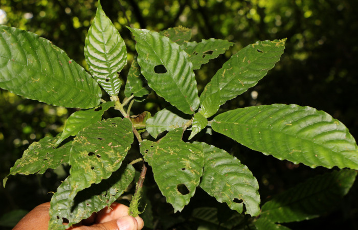 Figura. 3 Posición hojas <i>Psychotria jimenezii</i></i>, (Rubiaceae). Area de Conservación Guanacaste, Sector Rincón Rain Forest, Estación Leiva, Sendero Flecha, (elevación 491 metros), colectada el 2  Diciembre 2019. Foto, Jorge Hernández.
