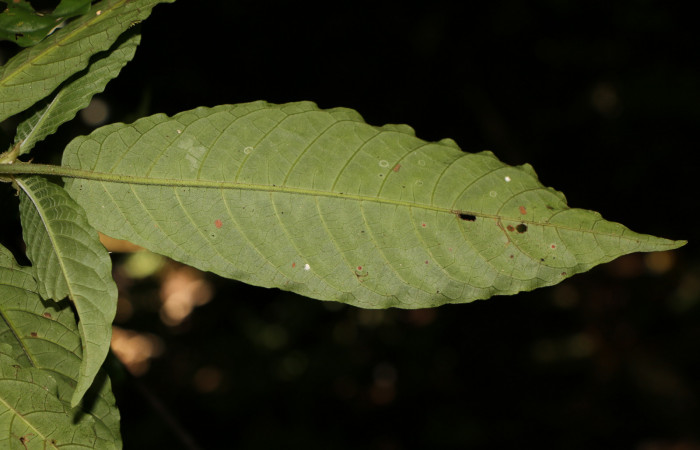 Figura. 5 Posición envés <i>Psychotria jimenezii</i></i>, (Rubiaceae). Area de Conservación Guanacaste, Sector Rincón Rain Forest, Estación Leiva, Sendero Flecha, (elevación 491 metros), colectada el 2  Diciembre 2019. Foto, Jorge Hernández.
