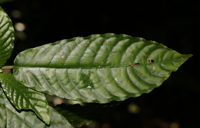 Figura. 4 Posición haz <i>Psychotria jimenezii</i></i>, (Rubiaceae). Area de Conservación Guanacaste, Sector Rincón Rain Forest, Estación Leiva, Sendero Flecha, (elevación 491 metros), colectada el 2  Diciembre 2019. Foto, Jorge Hernández.
