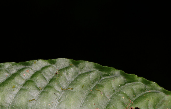 Figura. 6 Posición margen entero <i>Psychotria jimenezii</i></i>, (Rubiaceae). Area de Conservación Guanacaste, Sector Rincón Rain Forest, Estación Leiva, Sendero Flecha, (elevación 491 metros), colectada el 2  Diciembre 2019. Foto, Jorge Hernández.
