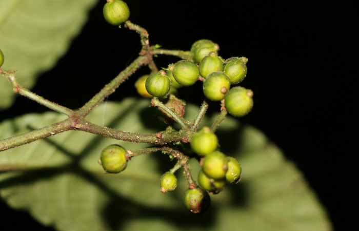 Figura. 10 Frutos verdes, <i>Psychotria jimenezii</i></i>, (Rubiaceae. Area de Conservación Guanacaste, Sector Rincón Rain Forest, Estación Leiva, Margen de Camino, (elevación 410 metros), colectada el 23 de Agosto 2019. Foto, Jorge Hernández.