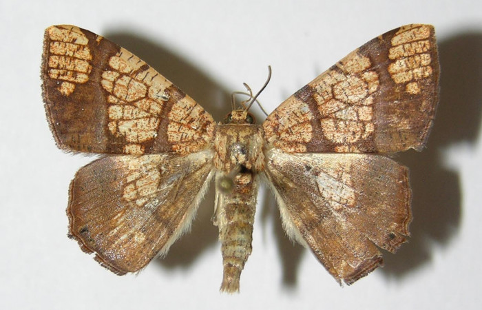 Figura 7. Adulto de <i>Nematocampa completa</i></i> (Geometridae), macho vista dorsal, localidad Sendero Huerta Sector San Cristóbal ACG (527m). Voucher: 05-SRNP-2470-DHJ325838.jpg.