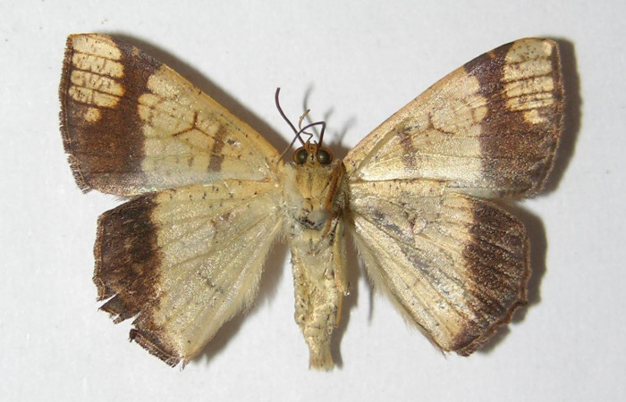 Figura 8. Adulto de <i>Nematocampa completa</i></i> (Geometridae), macho vista ventral, localidad Sendero Huerta Sector San Cristóbal ACG (527m). Voucher: 05-SRNP-2470-DHJ325839.jpg.