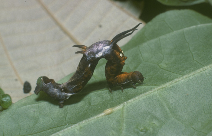 Figura 4. Larva <i>Nematocampa completa</i></i> (Geometridae), último estadío (U) vista dorsal, localidad Sendero Rincón Sector Rincón Rain Forest ACG (430m). Voucher: 05-SRNP-40006-DHJ88794.jpg.