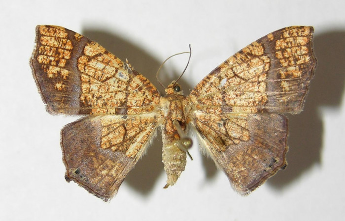 Figura 9. Adulto de <i>Nematocampa completa</i></i> (Geometridae), hembra vista dorsal, localidad Quebrada Otilio Sector Cacao ACG (550m). Voucher: 05-SRNP-49598-DHJ330510.jpg.