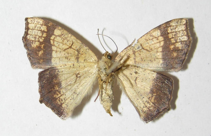Figura 10. Adulto de <i>Nematocampa completa</i></i> (Geometridae), hembra vista ventral, localidad Quebrada Otilio Sector Cacao ACG (550m). Voucher: 05-SRNP-49598-DHJ330511.jpg.
