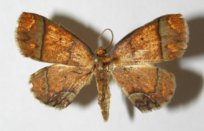 Figura 15. Adulto de <i>Melinodes detersaria</i></i> (Geometridae), vista dorsal, localidad Sendero Vivero Sector San Cristóbal ACG (730m). Voucher: 05-SRNP-7841-DHJ330514.jpg.