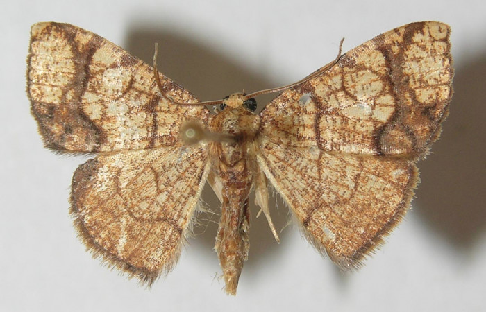 Figura 11. Adulto de <i>Nematocampa arenosa</i></i> (Geometridae), vista dorsal, localidad Jacobo Sector Rincón Rain Forest ACG (461m). Voucher: 11-SRNP-69673-DHJ541348.jpg.