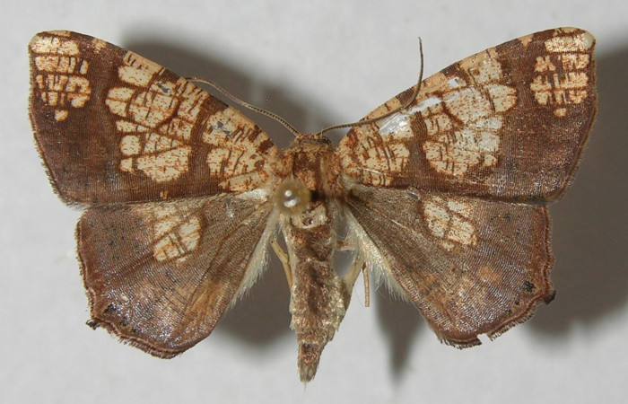 Figura 1. Adulto de <i>Nematocampa completa</i></i> (Geometridae), vista dorsal, localidad Medrano Estación Biológica Quica Sector Pitilla ACG (380m). Voucher: 12-SRNP-71821-DHJ565714.jpg.