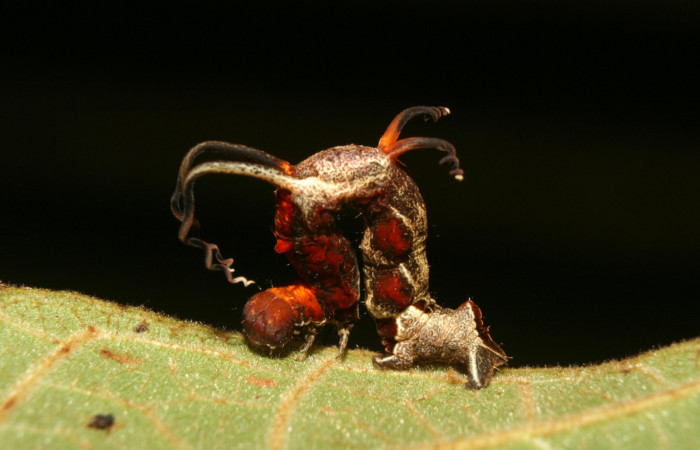 Figura 14. Larva <i>Melinodes detersaria</i></i> (Geometridae), último estadío (U) vista lateral, localidad Medrano Estación Biológica Quica Sector Pitilla ACG (380m). Voucher: 13-SRNP-71264-DHJ702771.jpg.