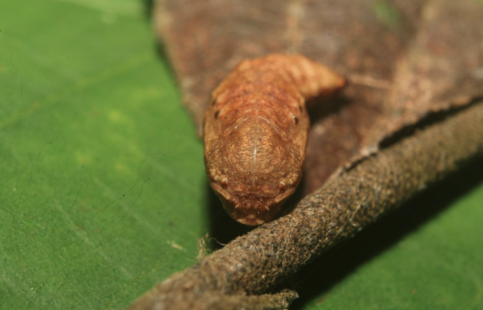 Figura 6. Pupa de <i>Nematocampa completa</i></i> (Geometridae), vista frontal, localidad Medrano Estación Biológica Quica Sector Pitilla ACG (380m). Voucher: 19-SRNP-71390-DHJ752219.jpg.