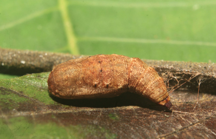 Figura 5. Pupa de <i>Nematocampa completa</i></i> (Geometridae), vista dorsal, localidad Medrano Estación Biológica Quica Sector Pitilla ACG (380m). Voucher: 19-SRNP-71390-DHJ752224.jpg.