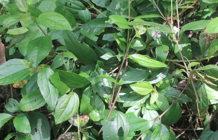 Figura 17. Planta hospedera de <i>Nematocampa completa</i></i> (Geometridae), planta llamada <i>Heterocondylus vitalbae</i></i> (Asteraceae), localidad Estación Biológica Quica Sector Pitilla ACG (470m), foto: Ricardo Calero 19 Setiembre 2019.