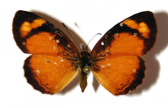 Fig. 4. Adulto hembra <i>Tegosa</i></i> anietaDHJ01 (Nymphalidae), posición dorsal. Area de Conservación Guanacaste, Sector Cacao, Sendero Abajo.(03-SRNP-4491-DHJ98654).