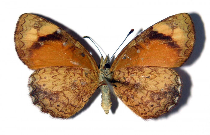 Fig. 5. Adulto hembra <i>Tegosa</i></i> anietaDHJ01 (Nymphalidae), posición ventral. Area de Conservación Guanacaste, Sector Cacao, Sendero Abajo. (03-SRNP-4491-DHJ98655).