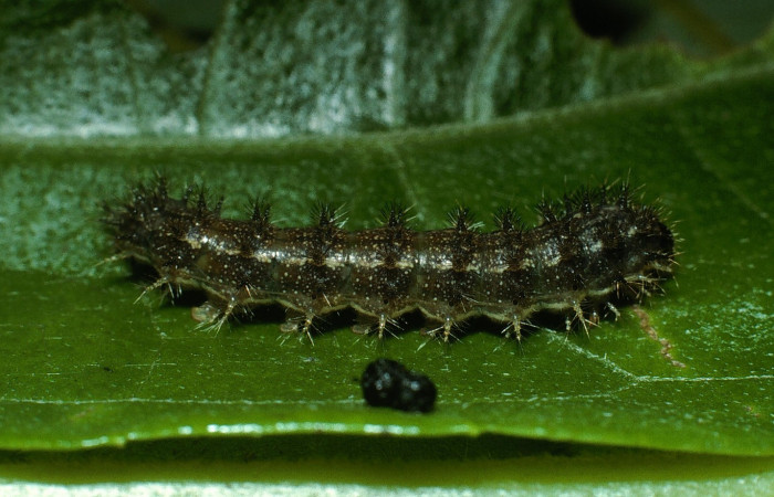 Fig. 2. <i>Tegosa</i></i> anietaDHJ01 (Nymphalidae), larva último estadio, vista lateral. Area de Conservación Guanacaste, Sector Cacao, Sendero Abajo. (03-SRNP-4549-DHJ73417.jpg).