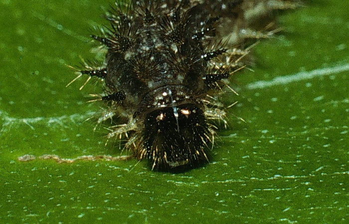 Fig. 3. <i>Tegosa</i></i> anietaDHJ01 (Nymphalidae), larva último estadio, vista frontal. Area de Conservación Guanacaste, Sector Cacao, Sendero Abajo. (03-SRNP-4549-DHJ73418.jpg).