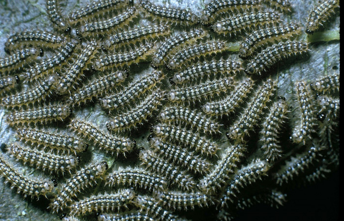 Fig. 1. Grupo de <i>Tegosa</i></i> anietaDHJ01 (Nymphalidae). Area de Conservación Guanacaste, Sector Cacao, Sendero Toma Agua. Este es un grupo de hermanos de una misma nidada o puesta. (04-SRNP-35509-DHJ85133.jpg).