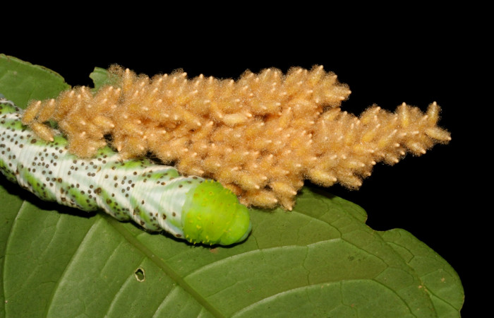 Fig. 7. <i>Manduca pellenia</i></i> (Sphingidae), parásitada por <i>Meteorus</i></i> congregatusDHJ04 (Braconidae). Area de Conservación Guanacaste, Sector San Cristóbal, Finca San Gerardo. (08-SRNP-5920-DHJ444884.jpg).