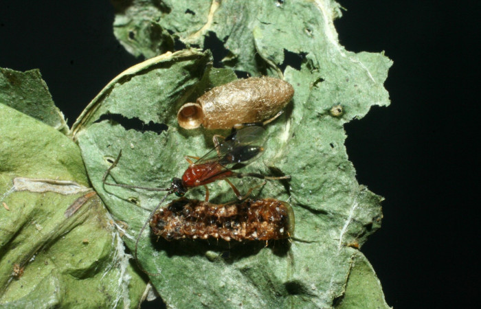 Fig. 8. Adulto y capullo de <i>Meteorus</i></i> Janzen27 (Braconidae), eclosionado de larva en penúltimo estadio de <i>Palpita</i></i> jairusalisDHJ01 (Crambidae). Area de Conservación Guanteaste, Sector San Cristóbal, Quebrada Garcia. (09-SRNP-2767-DHJ463320.jpg).
