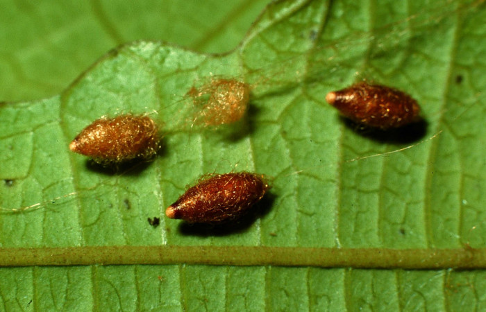 Fig. 6. Capullos de <i>Meteorus papiliovorus</i></i> (Braconidae). Area de Conservación Guanacaste, Sector Pitilla Sendero Nacho. (95-SRNP-4760-DHJ23558.jpg).