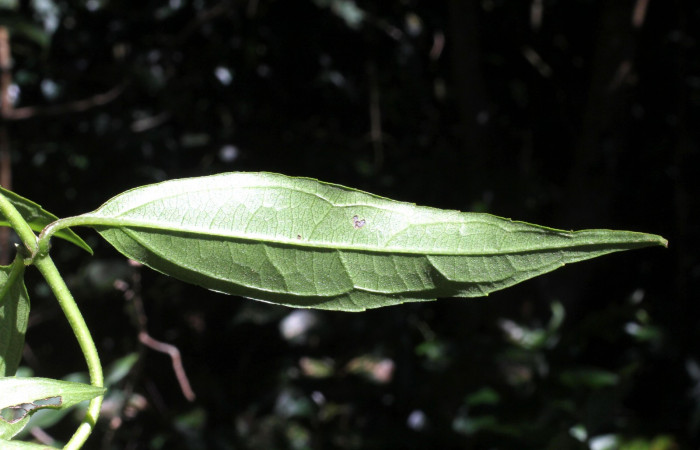 Fig. 11. <i>Salmea scandens</i></i> (Asteraceae), envés de la hoja. Area de Conservación Guanacaste, Sector Cacao, Sendero Abajo.