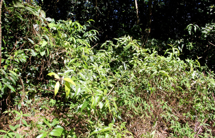 Fig. 9. Hábitat <i>Salmea scandens</i></i> (Asteraceae), planta hospedera de <i>Tegosa</i></i> anietaDHJ01 (Nymphalidae). Area de Conservación Guanacaste, Sector Cacao, Sendero Abajo.