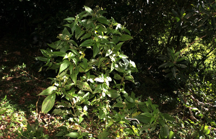 Fig. 12. <i>Schistocarpa oppositifolia</i></i> (Asteraceae), planta hospedera de <i>Tegosa</i></i> anietaDHJ01. Area de Conservación Guanacaste, Sector Cacao, Sendero Abajo.