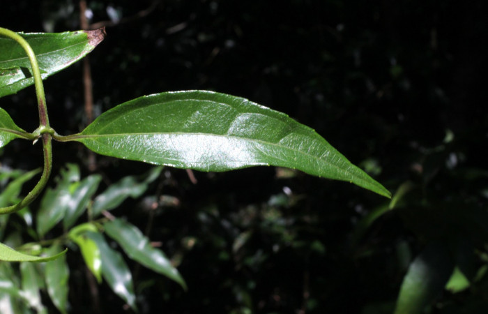 Fig. 10. <i>Salmea scandens</i></i> (Asteraceae), haz de la hoja. Area de Conservación Guanacaste, Sector Cacao, Sendero Abajo.