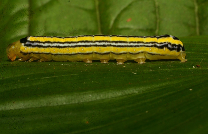 Figura 1. Larva <i>Heterochroma amphion</i></i> (Noctuidae), cuarto estadío posición lateral, mide 27 mm aproximadamente. Planta hospedera <i>Sobralia mucronata</i></i> (Orchidaceae). Voucher: 10-SRNP-70205-DHJ467632.jpg.