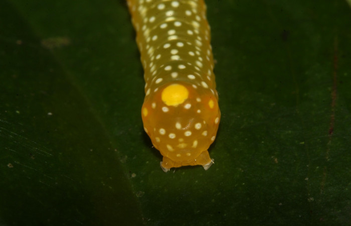 Figura 10.Larva <i> Heterochroma Poole</i></i> (Noctuidae), tercer estadío posición la parte tracera la colita, mide 15 mm aproximadamente. Planta hospedera <i>Smilax spinosa</i></i> (Smilacaceae).Voucher:18-SRNP-46399-DHJ719325.jpg.