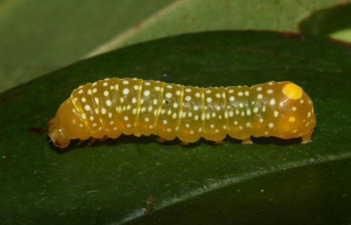 Figura 11.Larva <i> Heterochroma Poole</i></i> (Noctuidae), tercer estadío posición lateral, mide 15 mm aproximadamente. Planta hospedera <i>Smilax spinosa</i></i> (Smilacaceae).Voucher:18-SRNP-46399-DHJ719324.jpg.