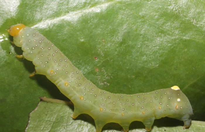 Figura 12.Larva <i> Heterochroma Poole</i></i> (Noctuidae), tercer estadío posición lateral, mide 40 mm aproximadamente. Planta hospedera <i>Smilax spinosa</i></i> (Smilacaceae).Voucher:18-SRNP-46399-DHJ719462.jpg.